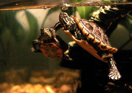 Teknősök az otthoni tartalmát, az élelmiszer