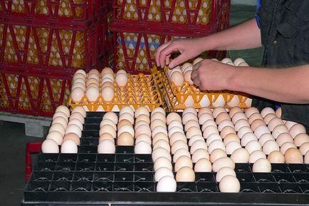 Minden az inkubációs tojás inkubációs, technológia, fotó és videó felülvizsgálat