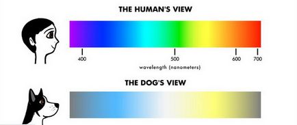 Minden arról, hogyan kutyák látják a világot, hogy a színek megkülönböztetését, a látómező mindkét