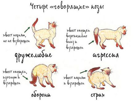 Rakjuk macskák, hogyan lehet azonosítani, készít, szabályok, kihívások