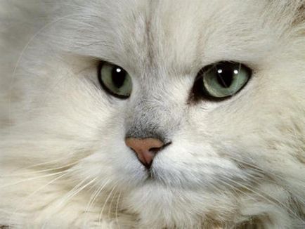 A karakter a perzsa macskák, funkciók