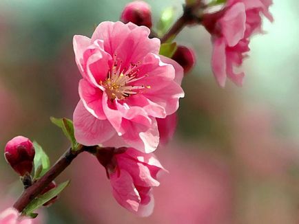 Japán cseresznyefa történet, leírás és képek