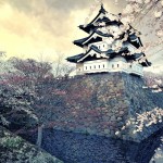 Japán cseresznyefa történet, leírás és képek