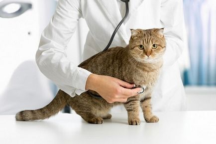 májbetegség macskák - a betegség tünetei, különösen a kezelés, diéta ebben az időszakban