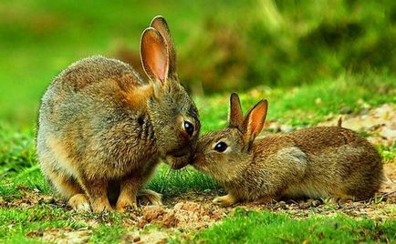 Hare - leírás, típus, hogy mit eszik, festmény, fotó