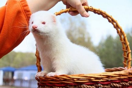 Albino állatok - ítélve szenvedés, cikkek
