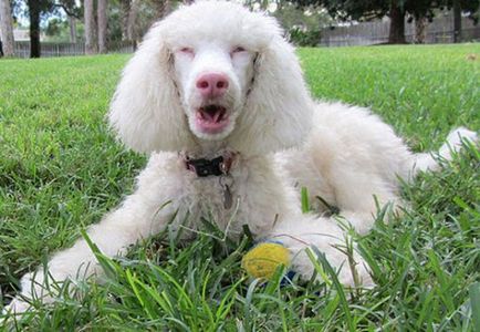 Albino állatok - ítélve szenvedés, cikkek