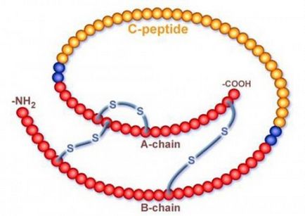 hormon peptidek hormon peptidek