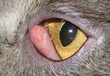 Macskák Szembetegségek