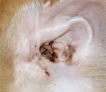 Betegségek a fül egy kutya