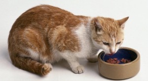 A macskák szeretnek etetni a macskák