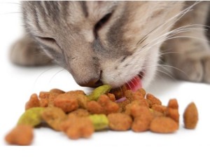 A macskák szeretnek etetni a macskák