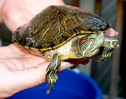 Mit tud adni a teknősök