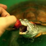 Mit tud adni a teknősök