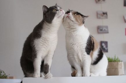 Képek a szerelemről macskák
