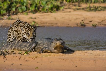 Jaguar, mi ez Jaguar, mi ez