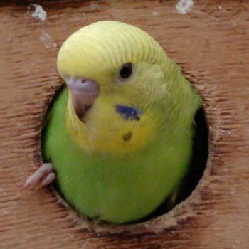 Hogyan tanítsuk papagájok beszélni