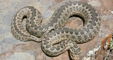 Mennyire veszélyes vipera