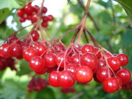 Hogyan kell szedni a Viburnum Hogyan kell szedni a Viburnum