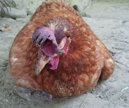 csirke tüsszentés