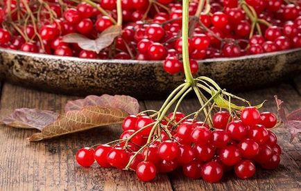 Hogyan kell szedni a Viburnum Hogyan kell szedni a Viburnum