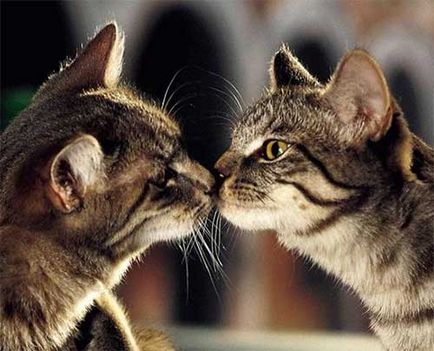 Képek a szerelemről macskák