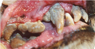 A periodontális betegség a kutyák