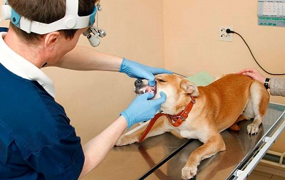 A periodontális betegség a kutyák