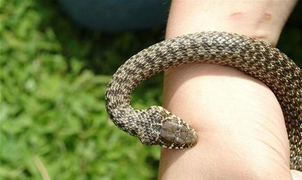 Mennyire veszélyes vipera Mennyire veszélyes vipera