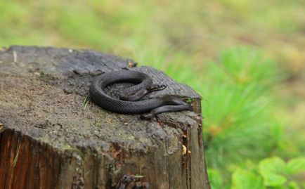 Mennyire veszélyes vipera Mennyire veszélyes vipera