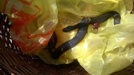 Mennyire veszélyes vipera Mennyire veszélyes vipera
