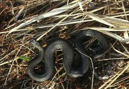 Mennyire veszélyes vipera Mennyire veszélyes vipera