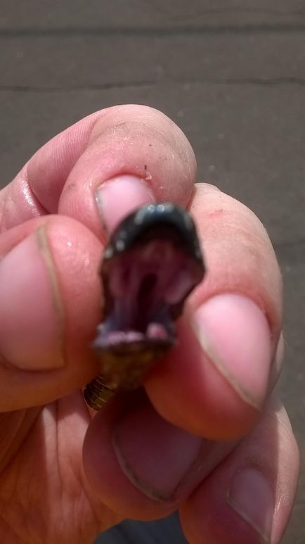 Mennyire veszélyes vipera Mennyire veszélyes vipera