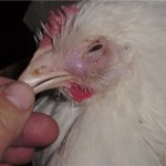 csirke tüsszentés