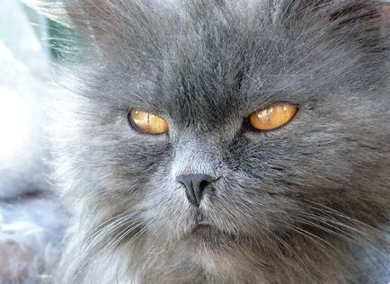 Hogyan kell felhívni a haj Hogyan kell felhívni a haj