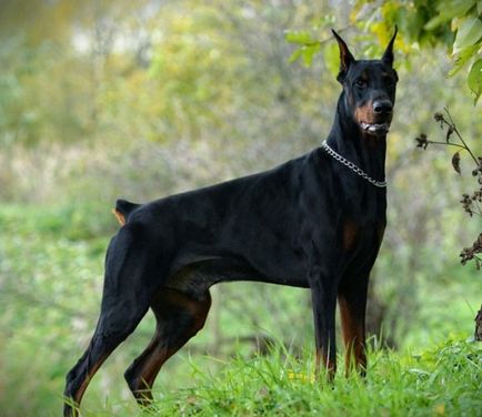 A legmenőbb kutya