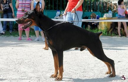 fajta őr kutyák fajta őr kutyák