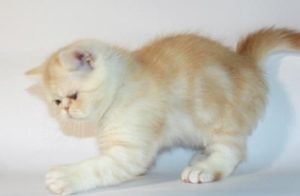 Scottish fold macska lila