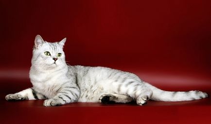 Scottish fold macska lila