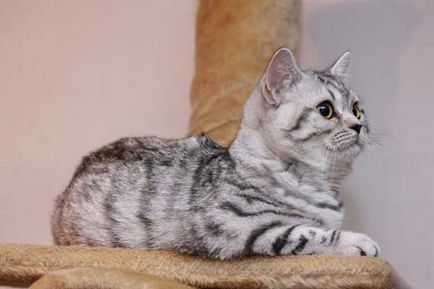 Scottish fold macska lila