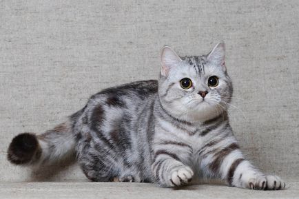 Scottish fold macska lila