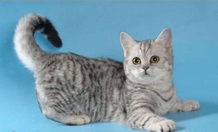 Scottish fold macska lila Scottish fold macska lila