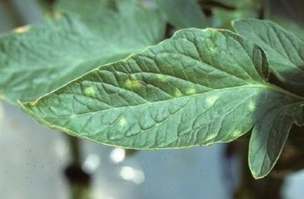 A különböző paradicsom az üvegházhatást okozó A különböző paradicsom az üvegházhatást okozó
