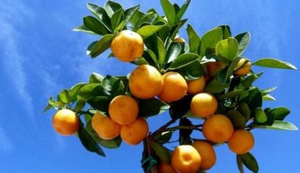 Hogyan törődik háztartási mandarint