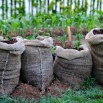 Burgonya termesztése zsákokban