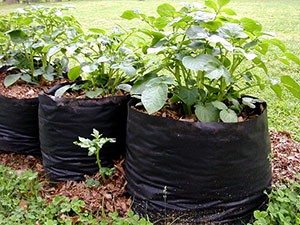 Burgonya termesztése zsákokban