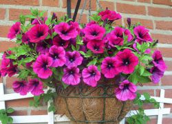 Mi a növény Petunia Mi a növény Petunia