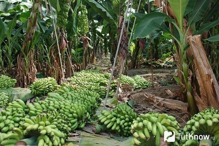 Hogyan nő banán otthon
