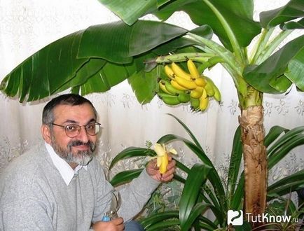 Hogyan nő banán otthon