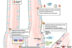 Mik a bifidobaktériumok és laktobacillusok